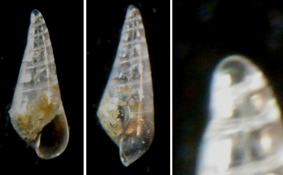Vitrolina philippi?