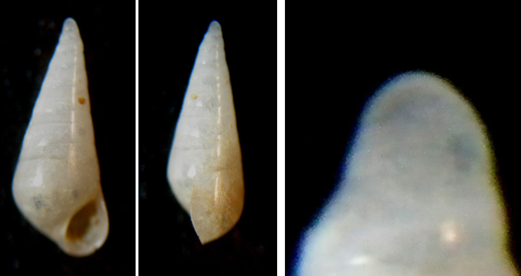 Parvioris ibizenca?
