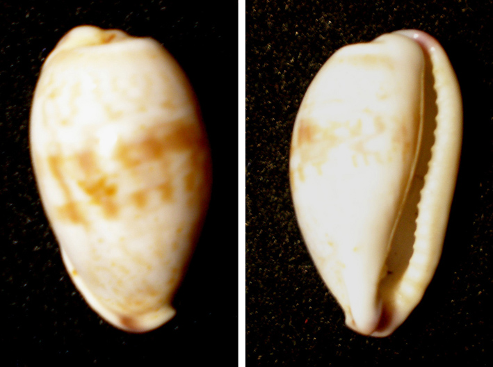 Conferma Purpuradusta gracilis notata