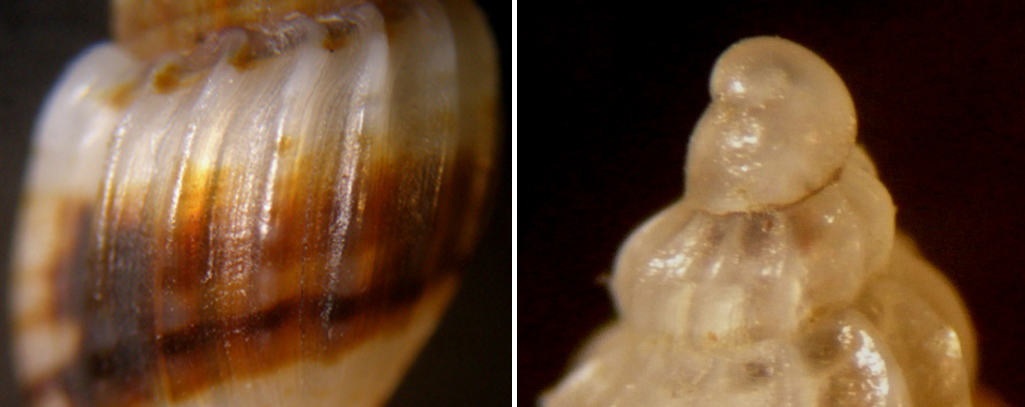 Conferma Mangelia costulata
