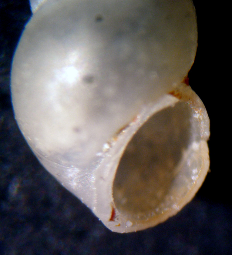 Peringiella nitida?