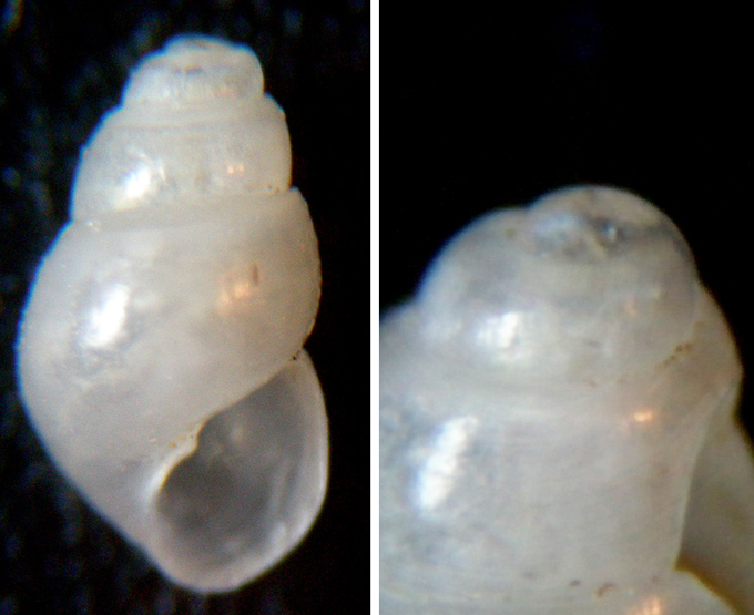 Due Odostomia