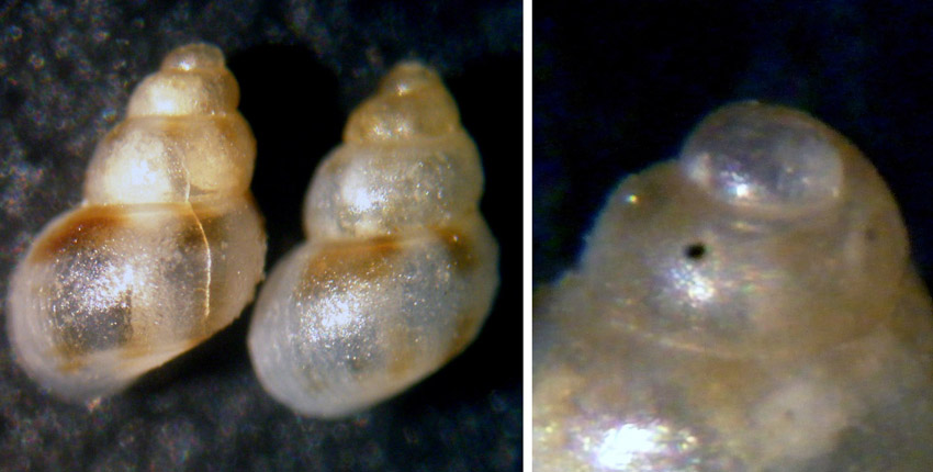 Conferma coppia di Setia turricolata