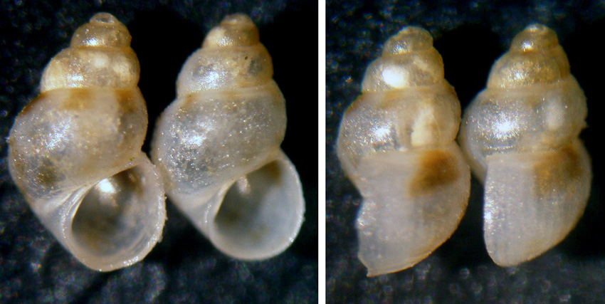 Conferma coppia di Setia turricolata
