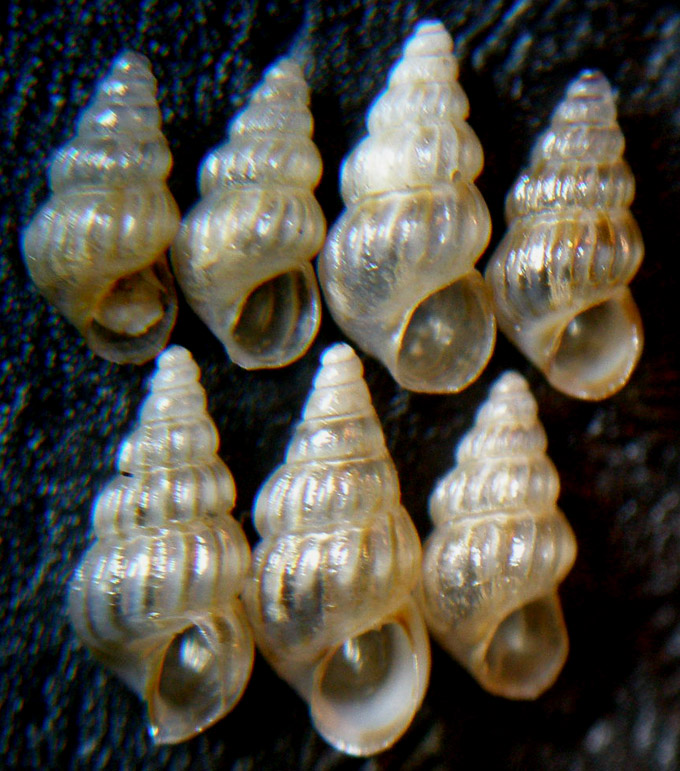 Sono Pusillina philippi?