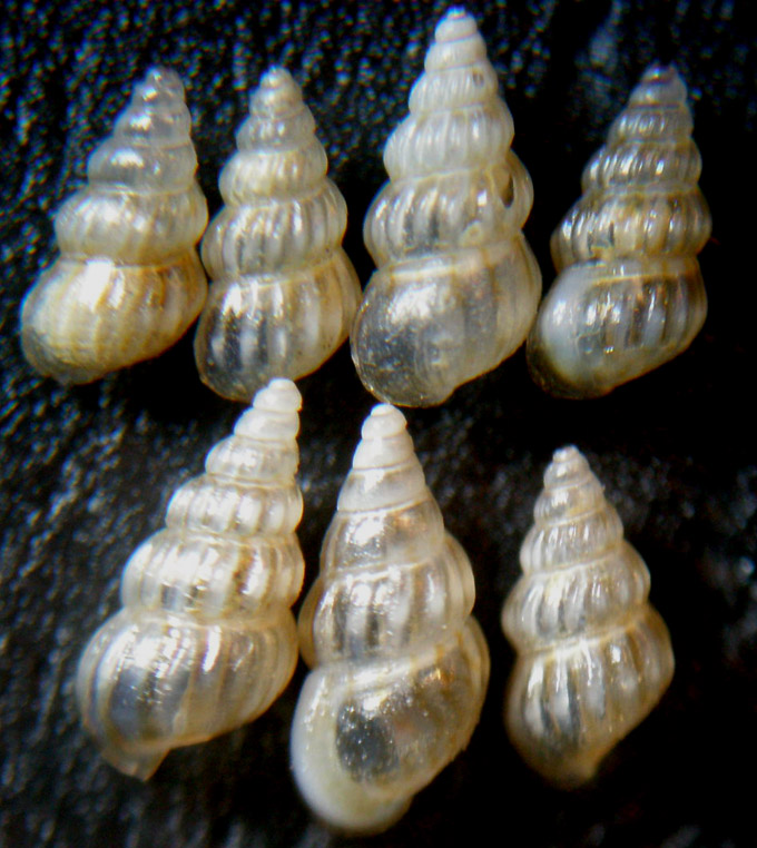 Sono Pusillina philippi?