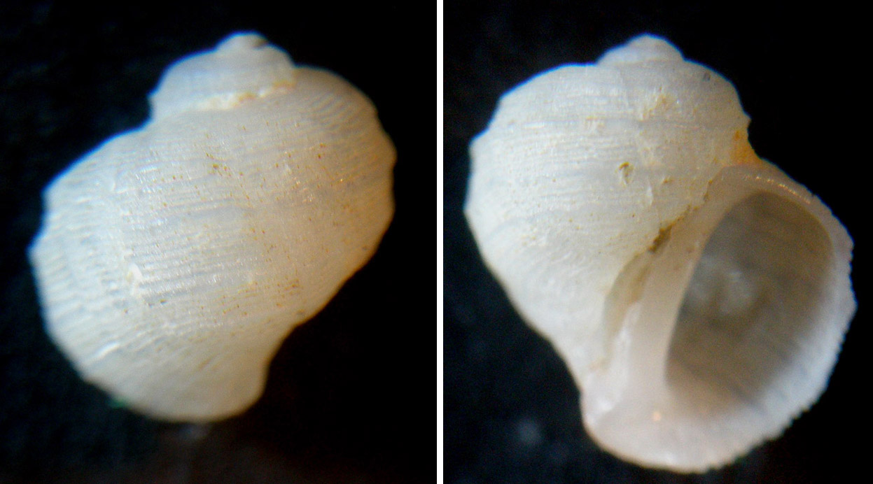 Conferma Fossarus kutschigianus