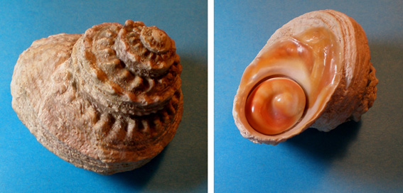 subfamiglia angariinae?