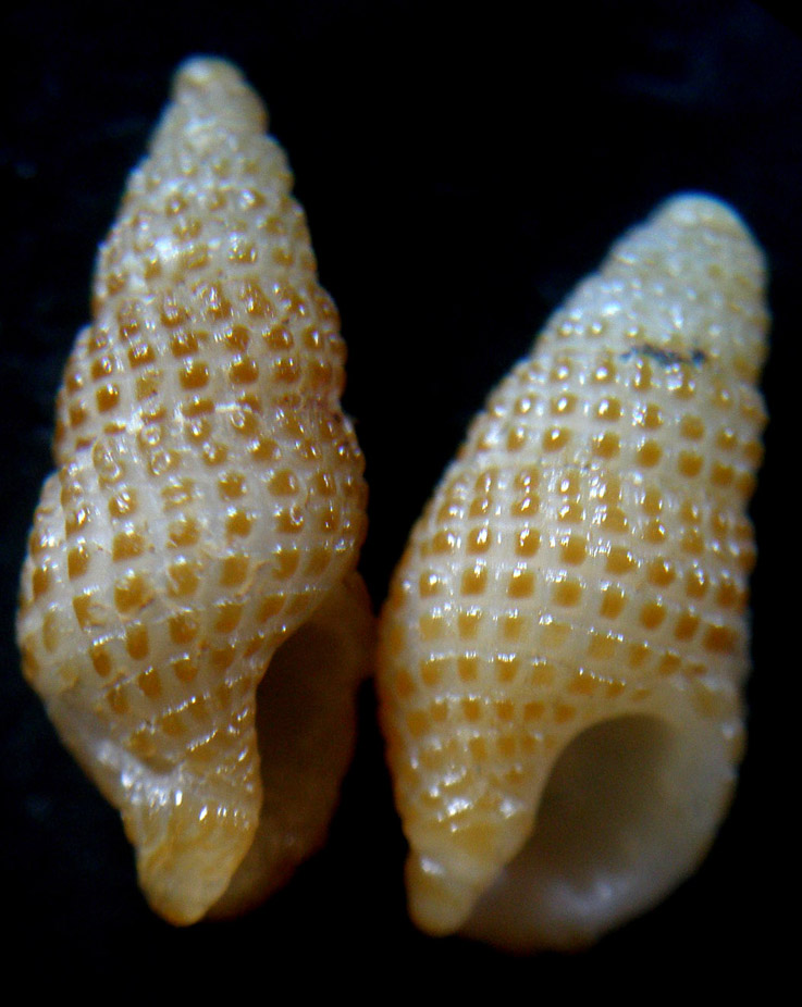 Conferma turritellata