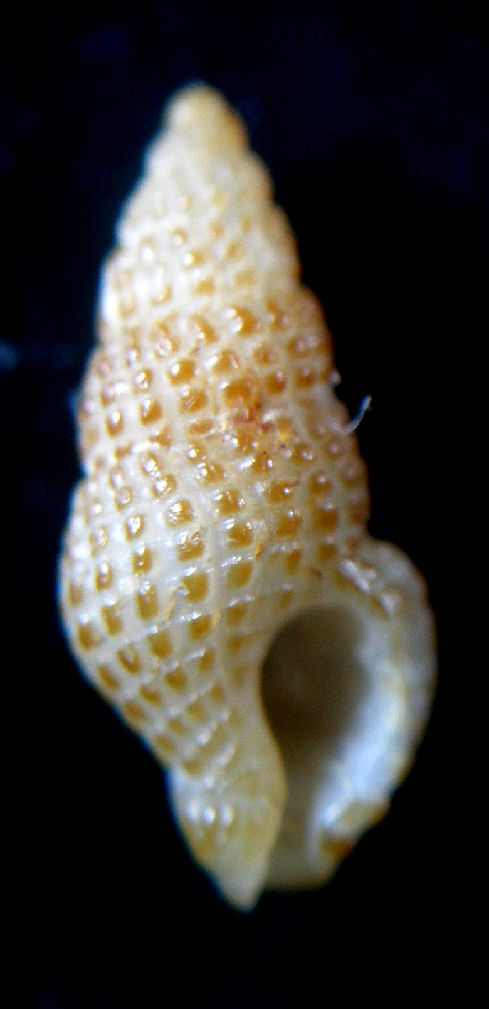 Conferma turritellata