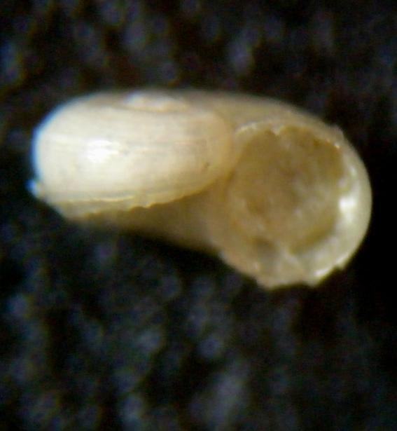 Skenea catenoides