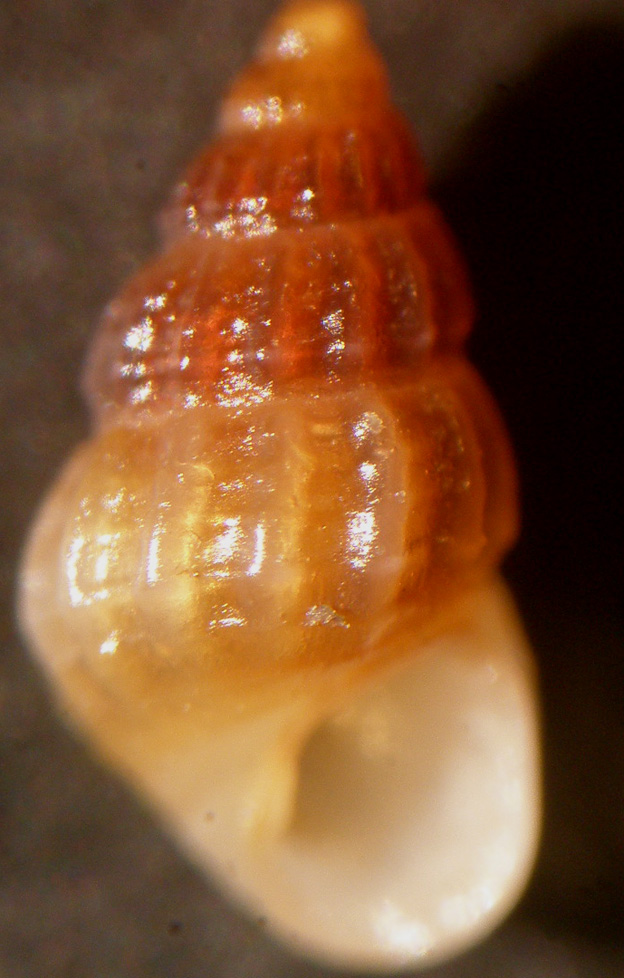 Isola delle Correnti 2