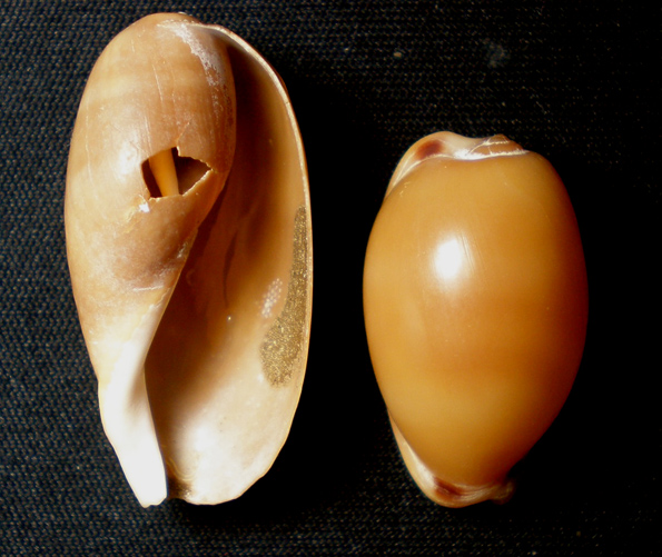 Come  possibile.....