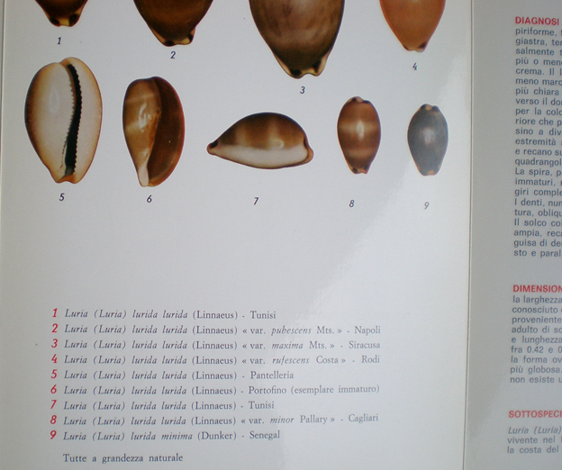 Come  possibile.....