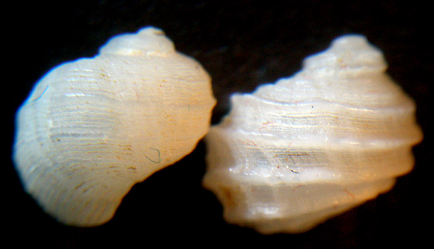 Conferma Fossarus kutschigianus