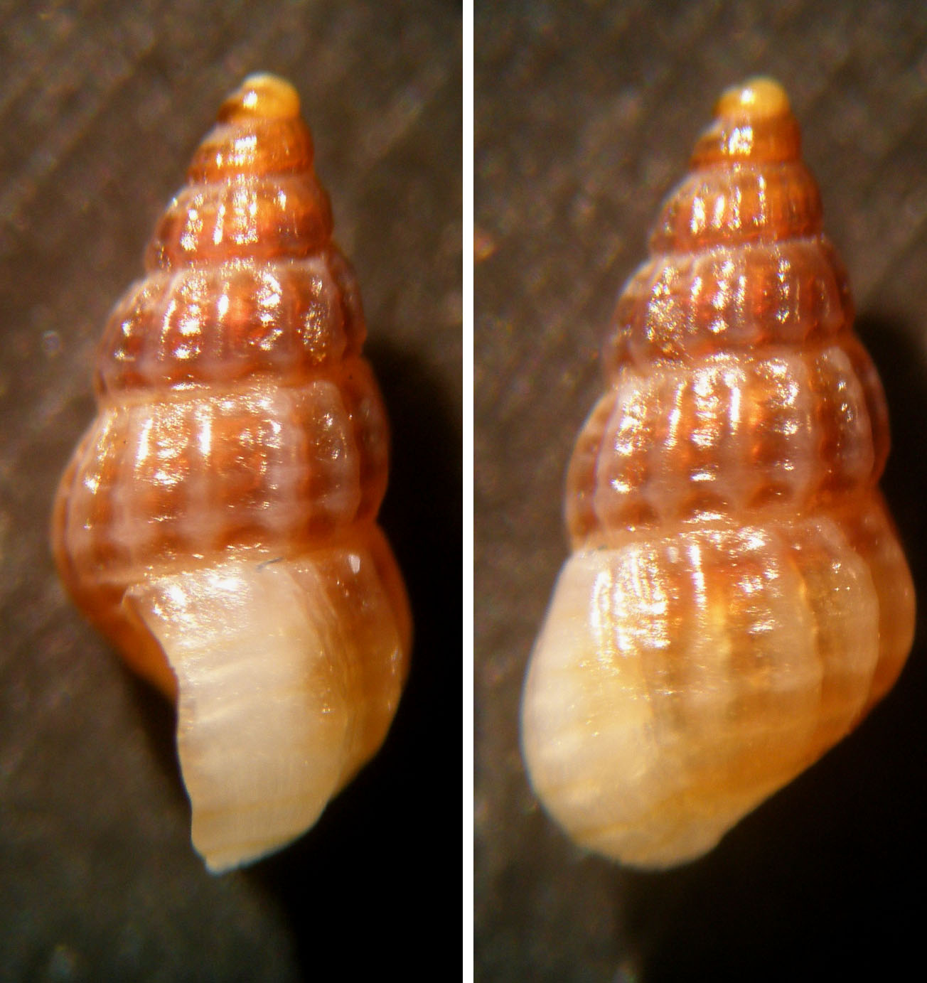 Isola delle Correnti 2