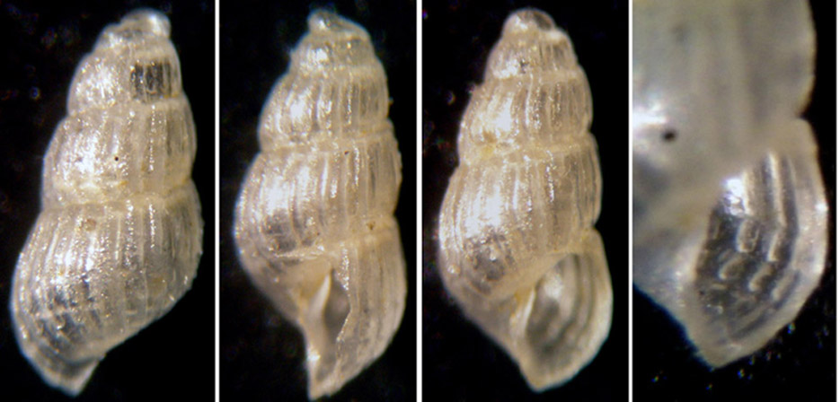 Chrysallida indistincta / clathrata