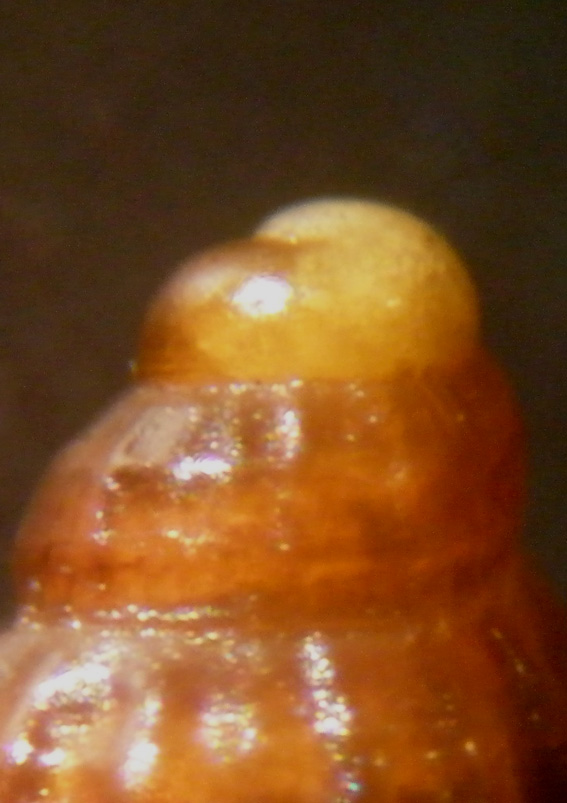 Isola delle Correnti 2