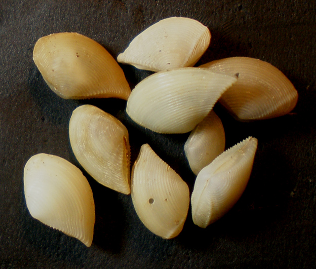 Saccella commutata?