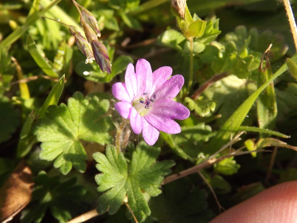Fiore rosa - Geranium molle