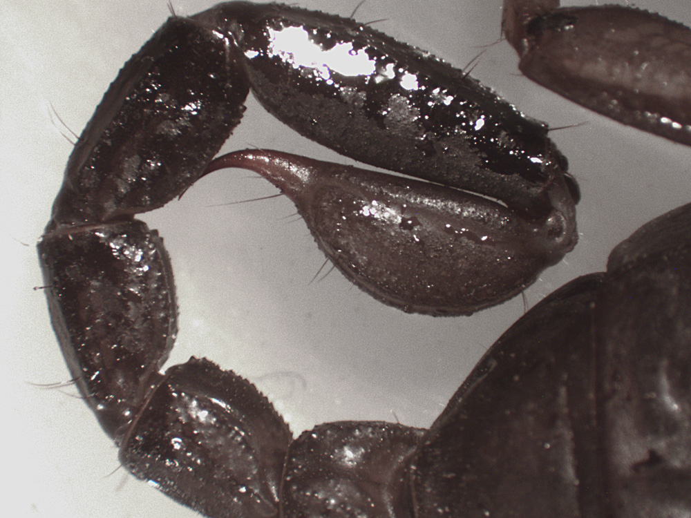 Scorpioncino Italiano