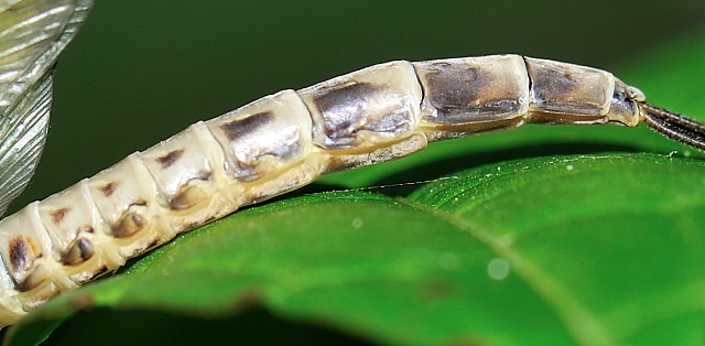 Ephemera vulgata?