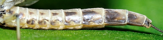Ephemera vulgata?