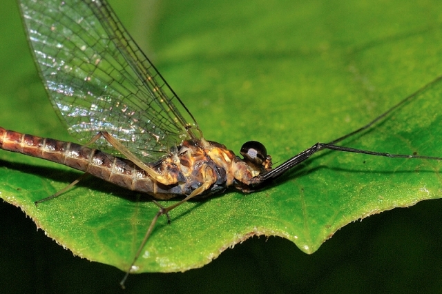 Ecdyonurus?