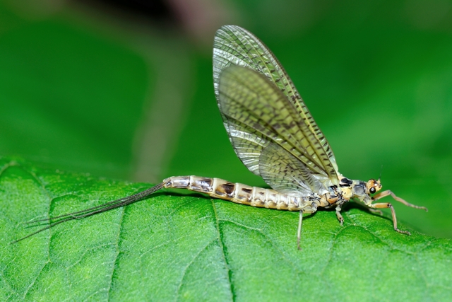 Ephemera vulgata?