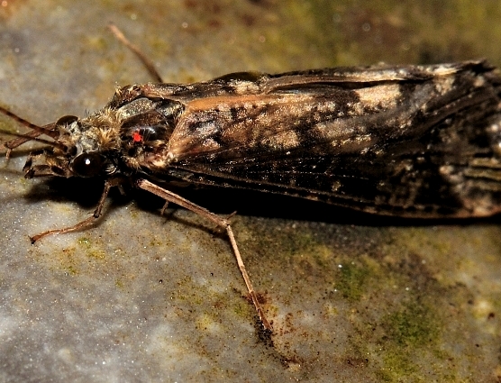 ID Tricottero