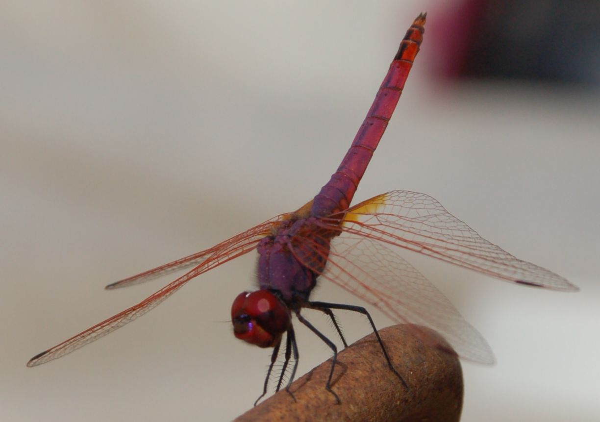 Crocothemis erythraea? - No, Trithemis annulata (maschio)