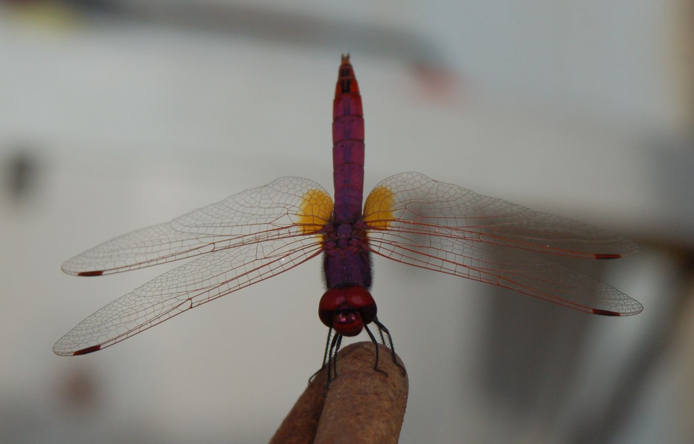 Crocothemis erythraea? - No, Trithemis annulata (maschio)