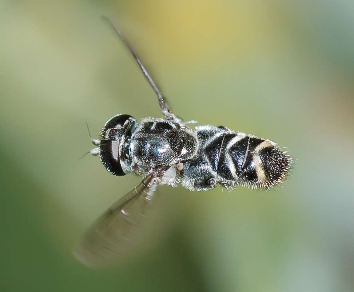 Sirfide Eumerus sp. 