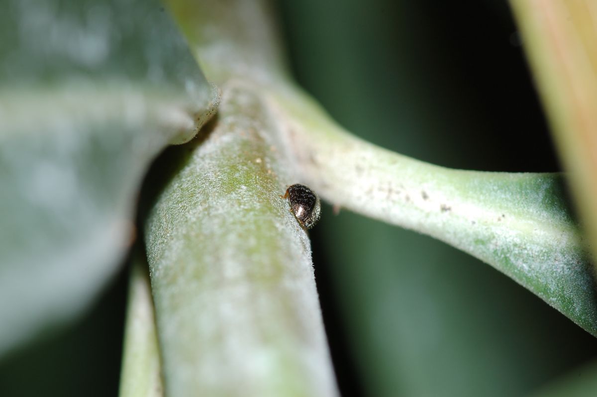 Coccinellidae Scymninae