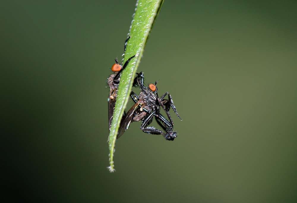In una faggeta Empis (Xanthempis) stercorea (Empididae)