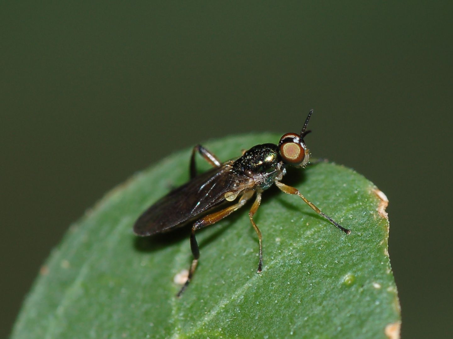 Chorisops sp. ♀  (Stratiomyidae)