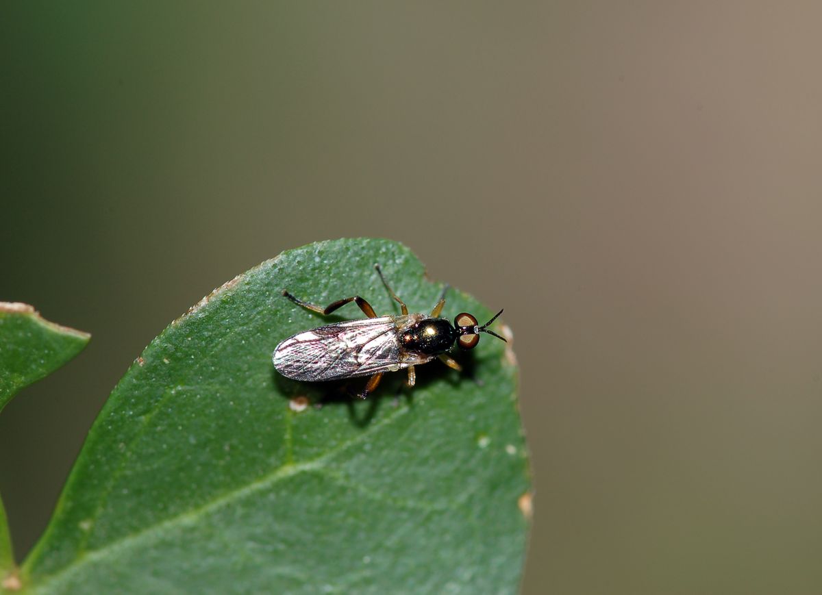 Chorisops sp. ♀  (Stratiomyidae)