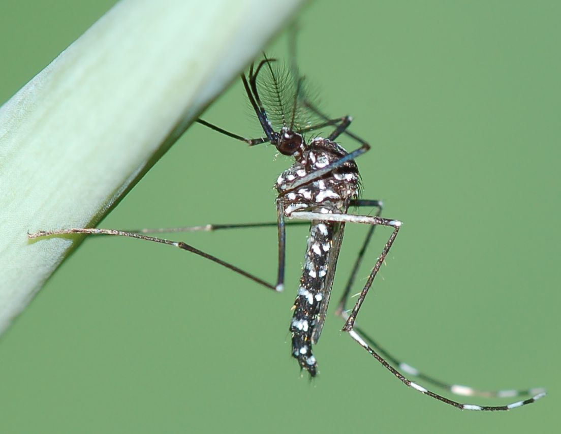 Aedes albopictus?