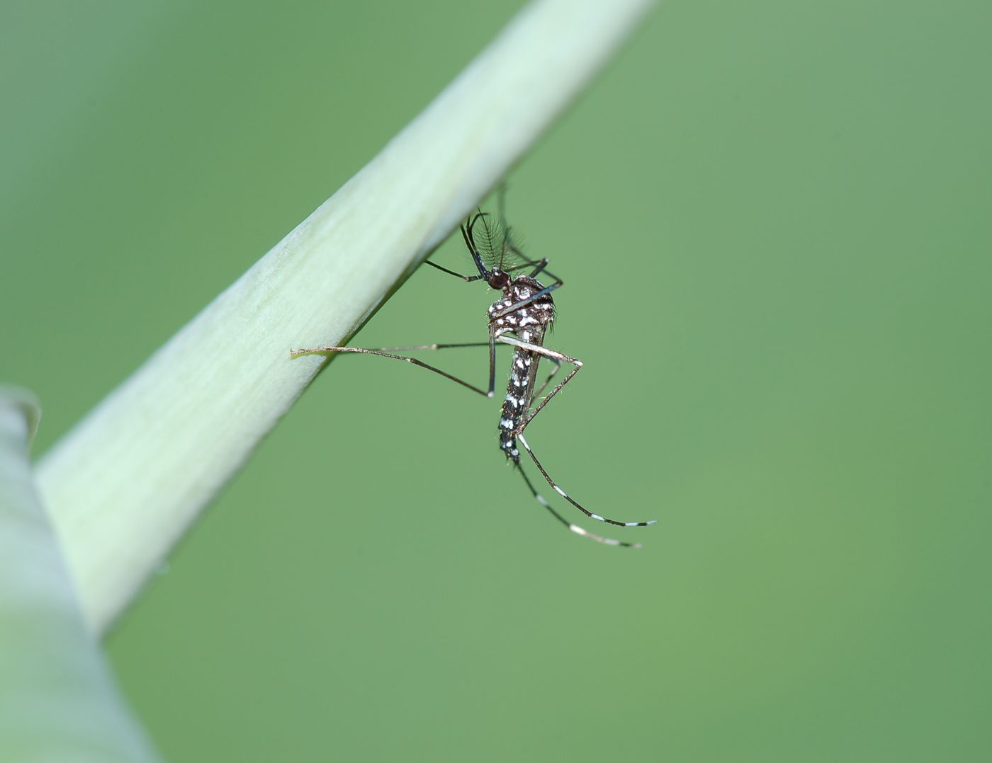 Aedes albopictus?