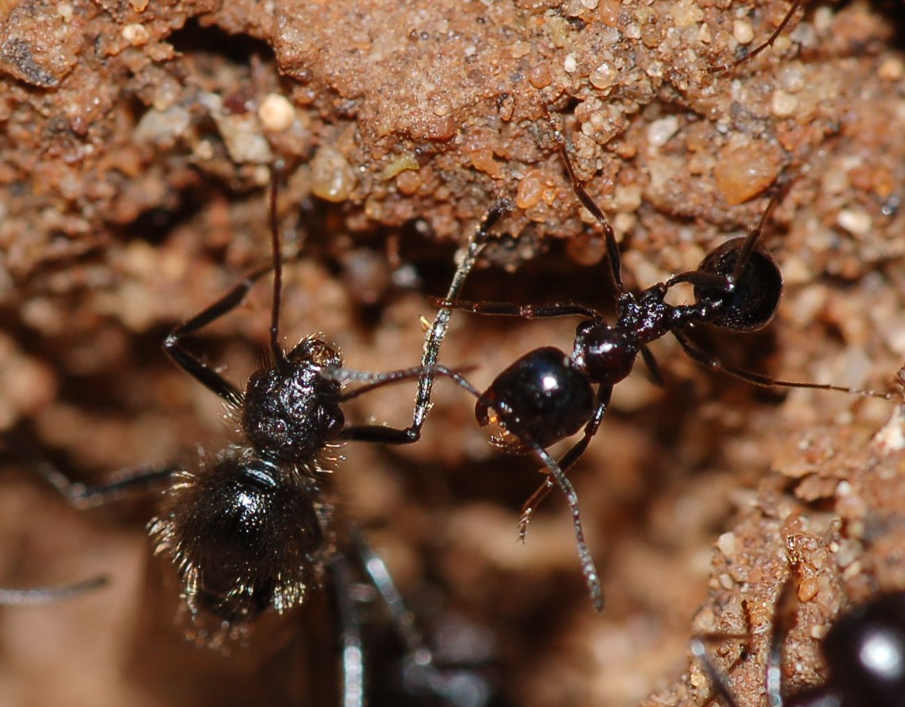 Sciamatura formiche Messor meridionalis