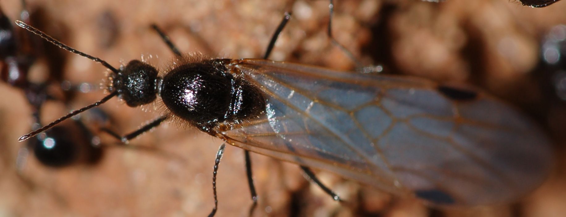 Sciamatura formiche Messor meridionalis