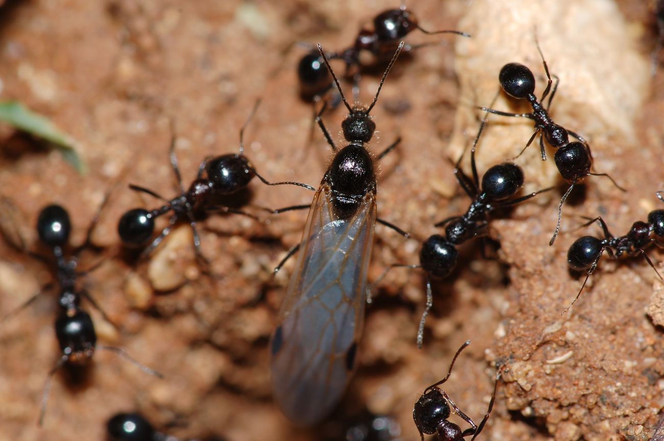 Sciamatura formiche Messor meridionalis