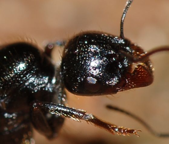 Sciamatura formiche Messor meridionalis