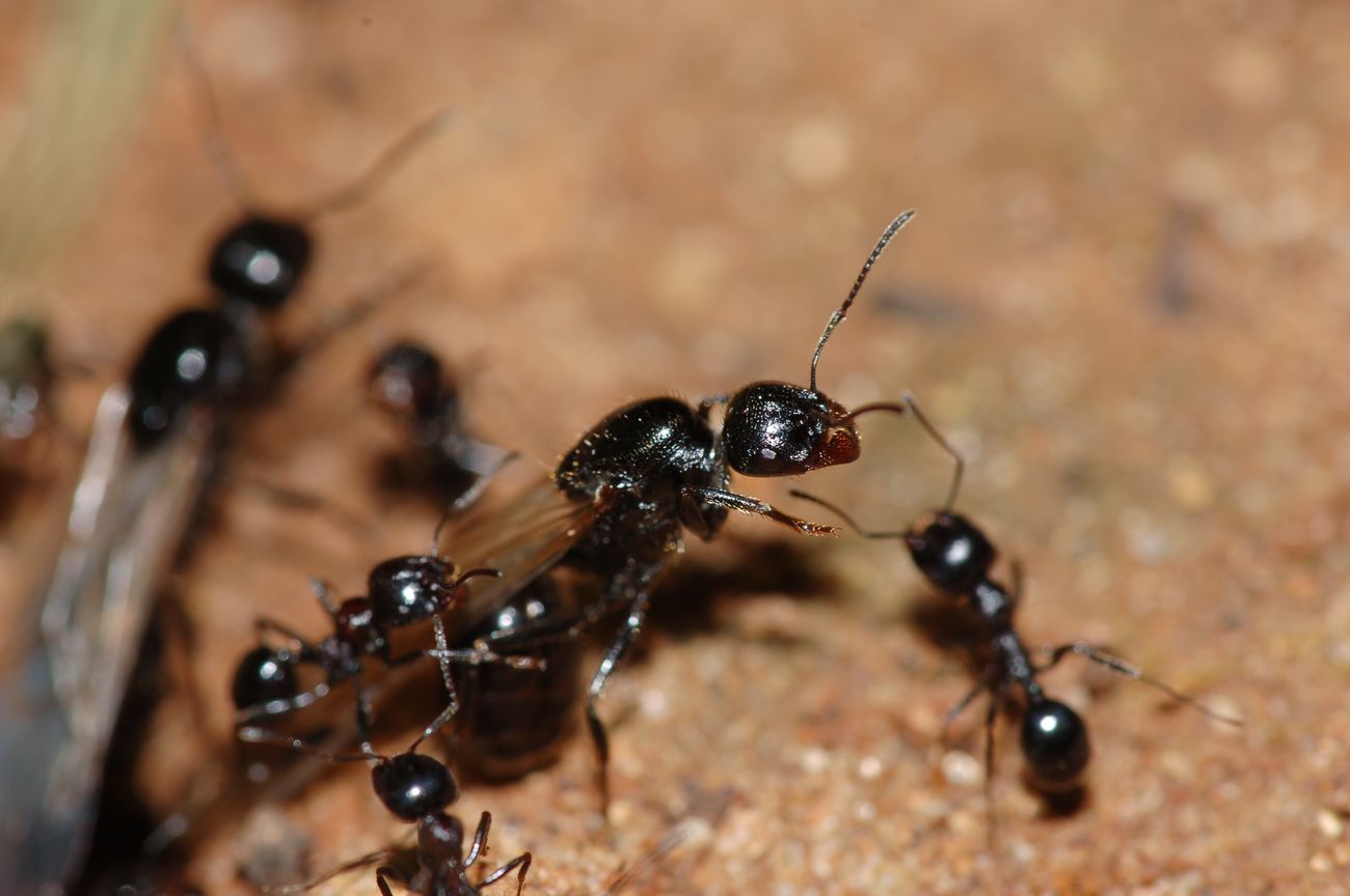 Sciamatura formiche Messor meridionalis