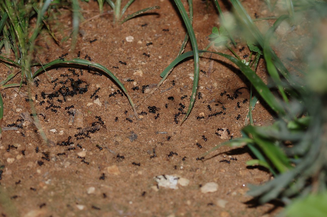 Sciamatura formiche Messor meridionalis