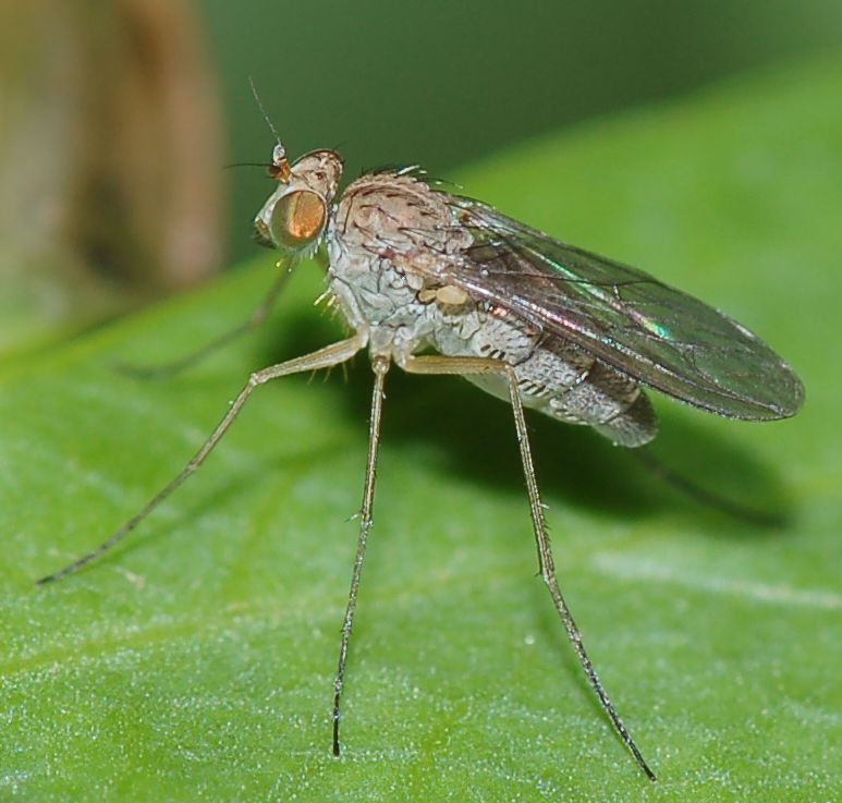 Dolichopodidae?