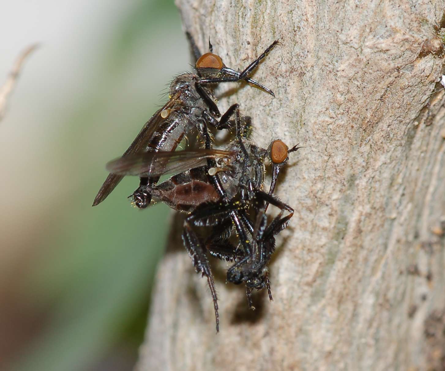 In una faggeta Empis (Xanthempis) stercorea (Empididae)