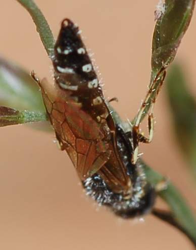 Altro piccolo imenottero da identificare: Tiphidae maschio