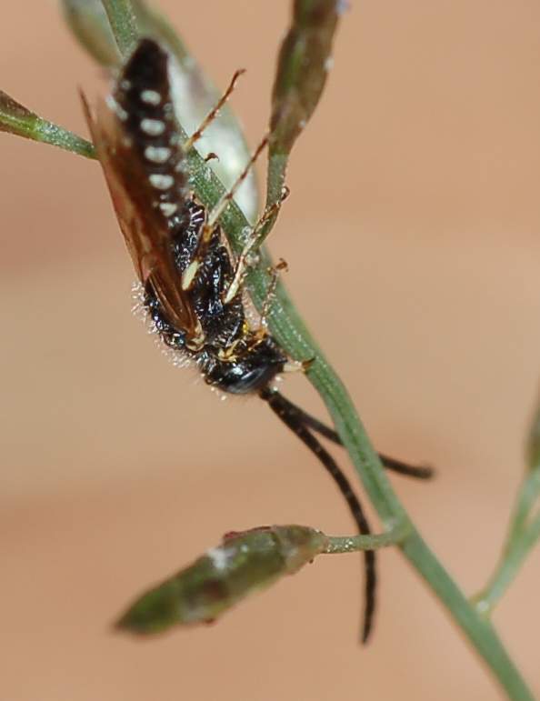 Altro piccolo imenottero da identificare: Tiphidae maschio