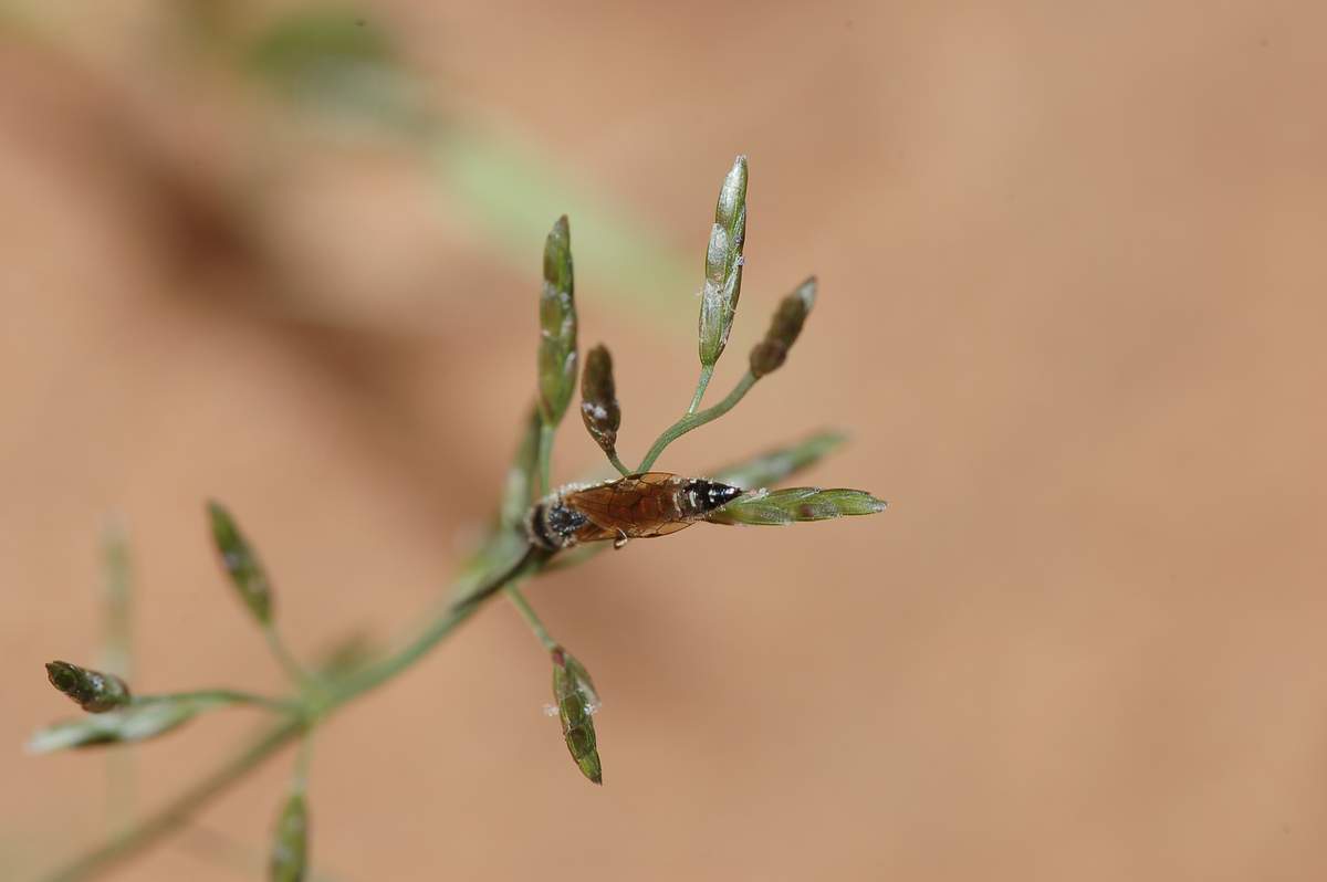 Altro piccolo imenottero da identificare: Tiphidae maschio